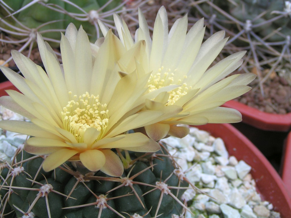 Gymnocalycium guerkeanum